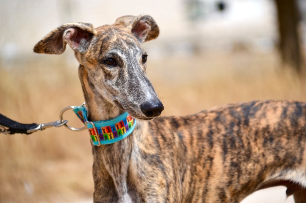 Photo de ZEUS, un lévrier en attente d adoption
