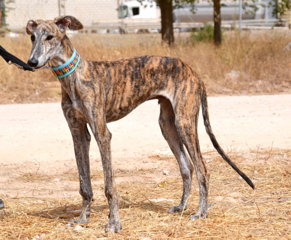 Photo de ZEUS, un lévrier en attente d adoption