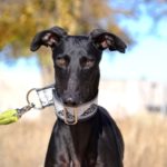 Photo de DANTE, un lévrier à adopté