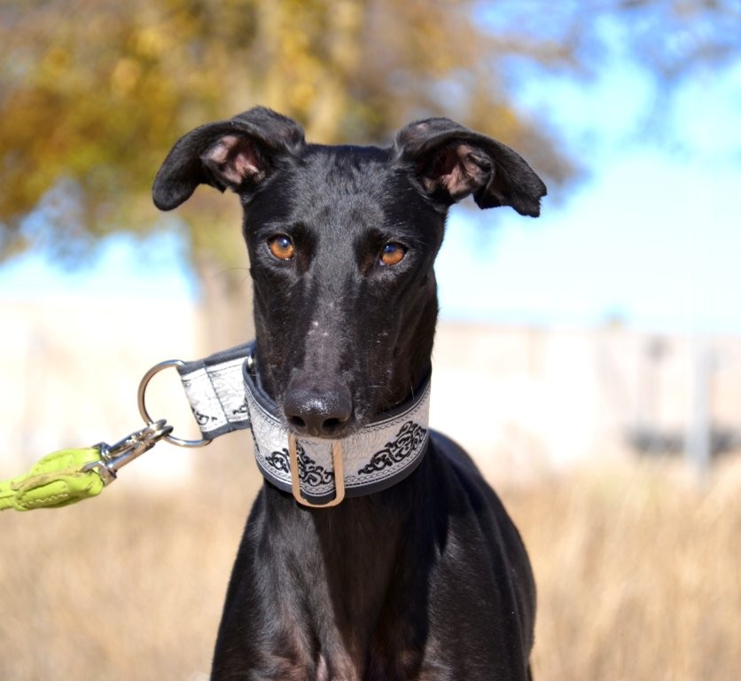 Photo de DANTE, un lévrier en attente d adoption