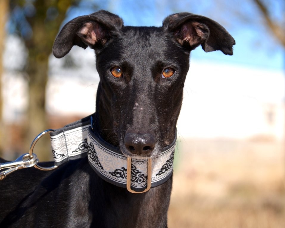 Photo de DANTE, un lévrier en attente d adoption