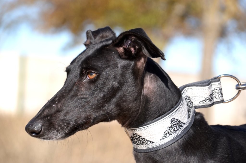 Photo de DANTE, un lévrier en attente d adoption
