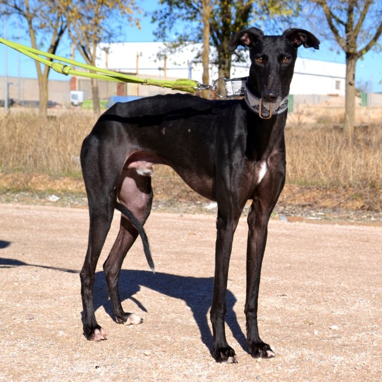 Photo de DANTE, un lévrier en attente d adoption