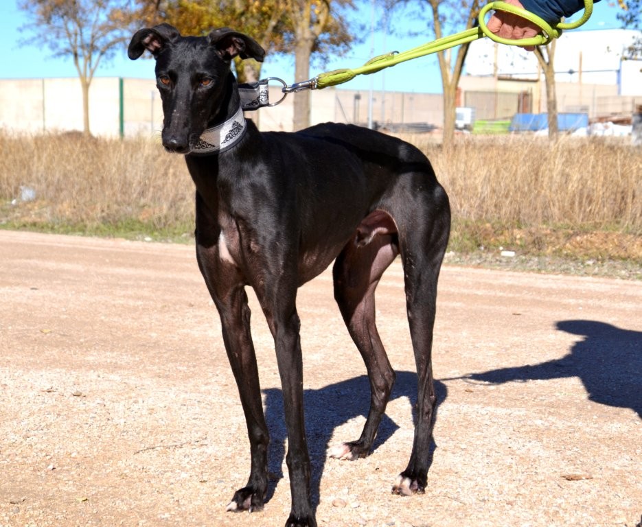 Photo de DANTE, un lévrier en attente d adoption