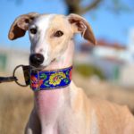 Photo de DONNA, un lévrier à adopté