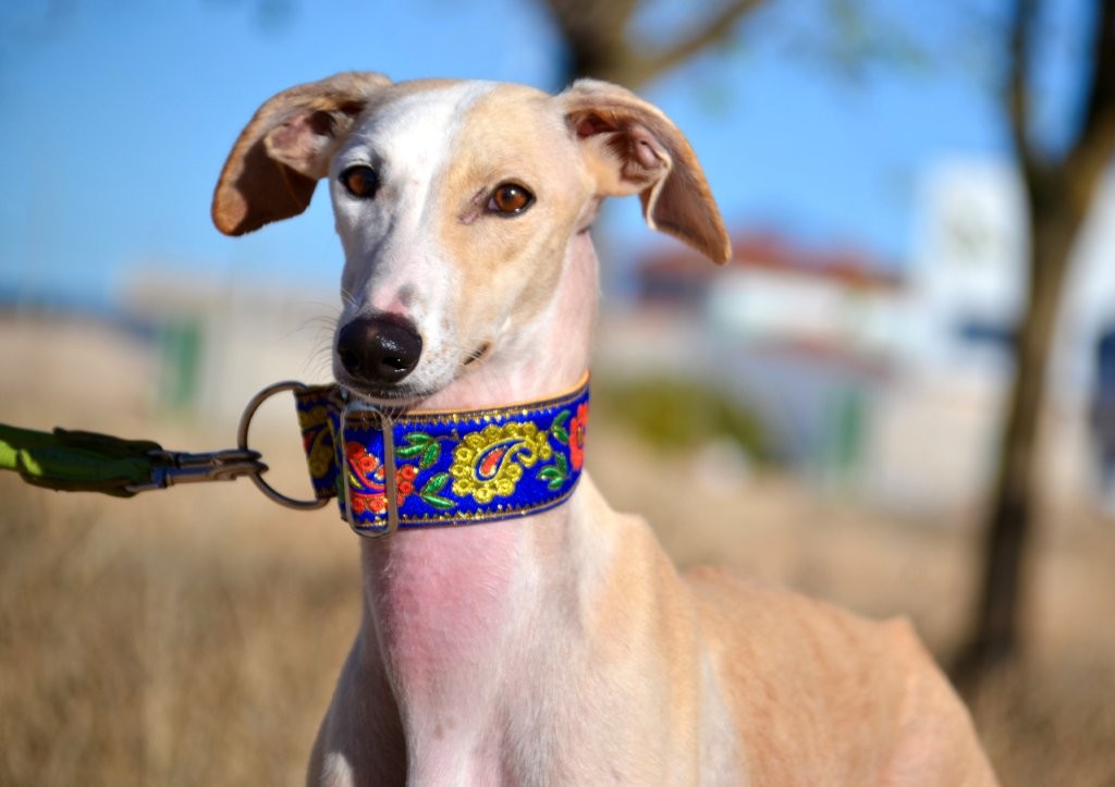 Photo de DONNA, un lévrier en attente d adoption