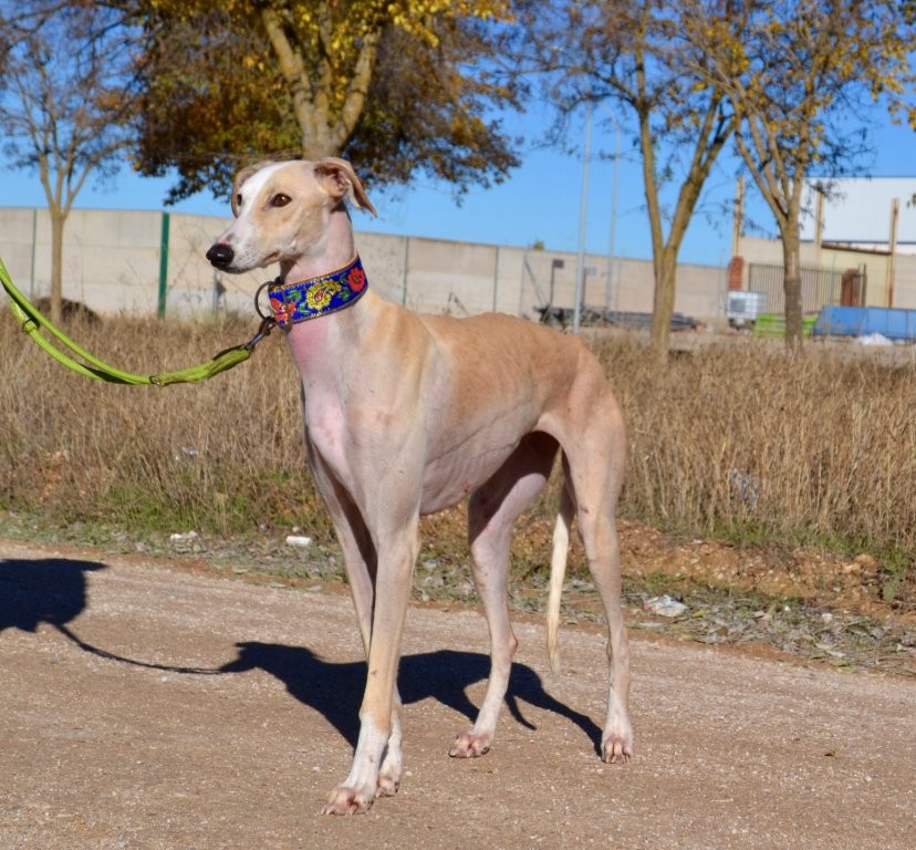 Photo de DONNA, un lévrier en attente d adoption