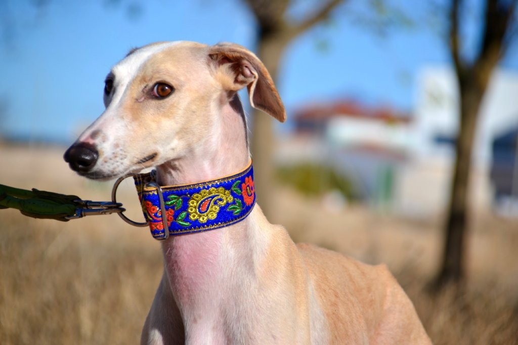 Photo de DONNA, un lévrier en attente d adoption