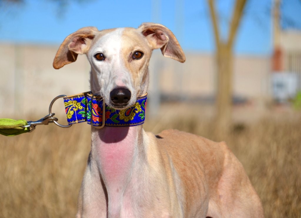 Photo de DONNA, un lévrier en attente d adoption