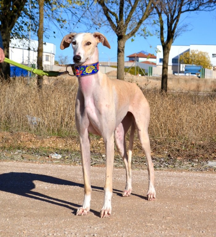 Photo de DONNA, un lévrier en attente d adoption