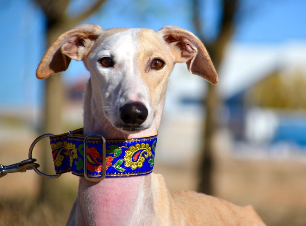 Photo de DONNA, un lévrier en attente d adoption