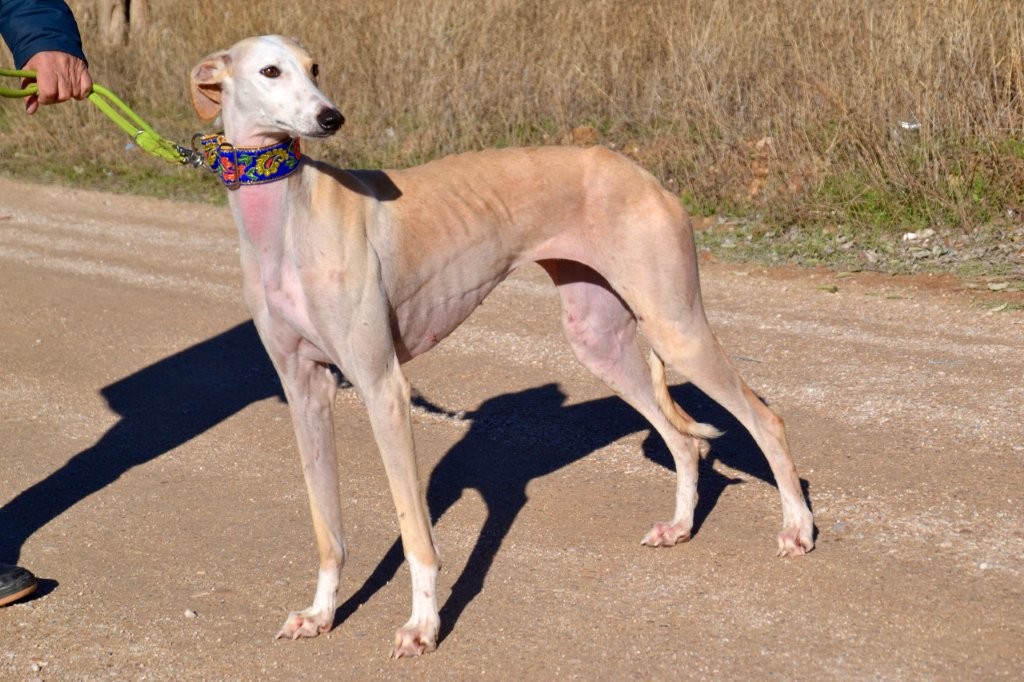 Photo de DONNA, un lévrier en attente d adoption