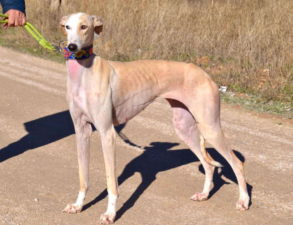 Photo de DONNA, un lévrier en attente d adoption