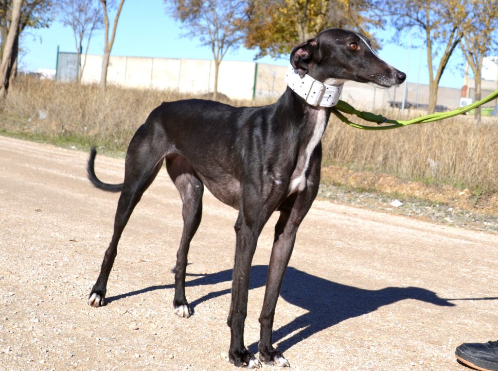 Photo de FAYNA, un lévrier en attente d adoption