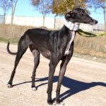 Photo de FAYNA, un lévrier à adopté