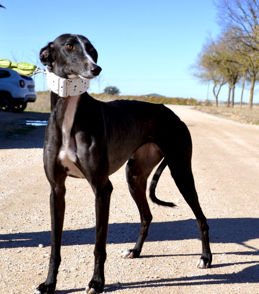 Photo de FAYNA, un lévrier en attente d adoption