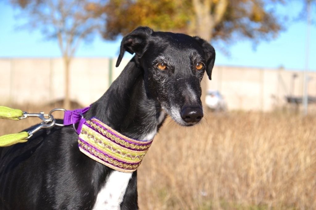 Photo de FAYNA, un lévrier en attente d adoption