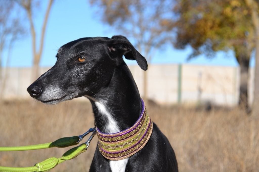 Photo de FAYNA, un lévrier en attente d adoption