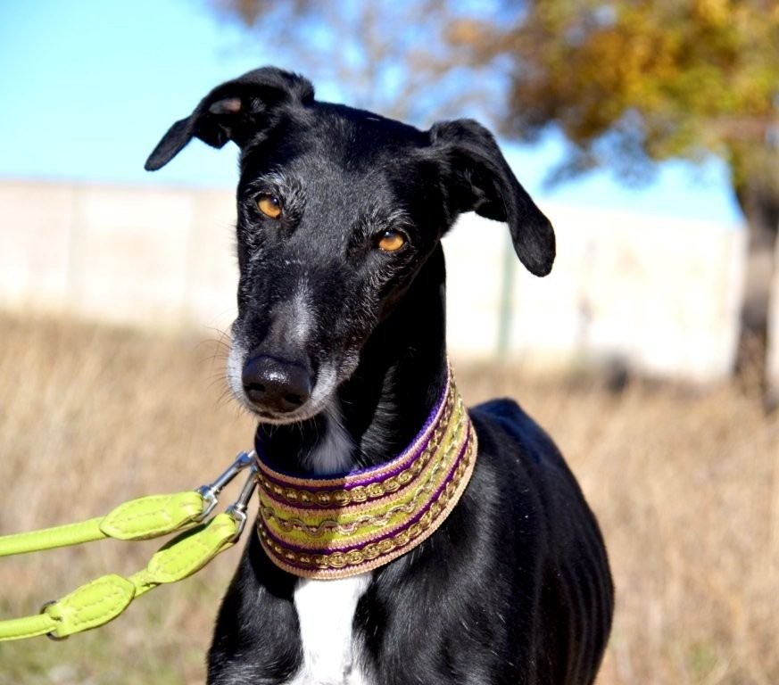 Photo de FAYNA, un lévrier en attente d adoption