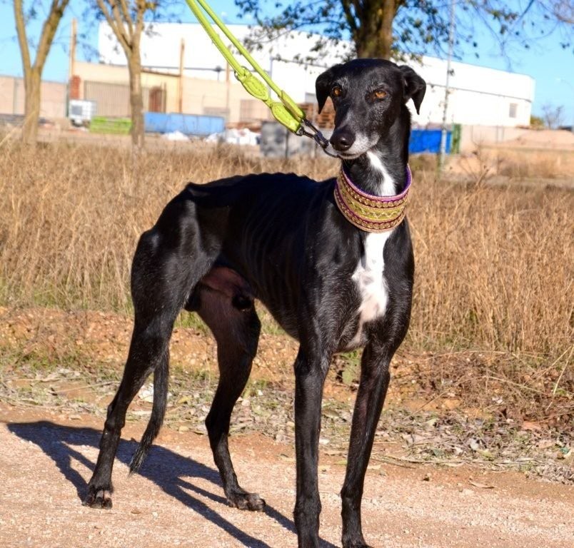 Photo de FAYNA, un lévrier en attente d adoption