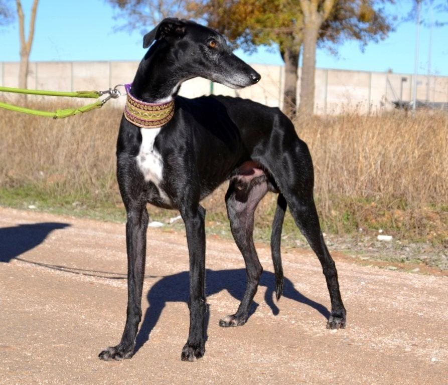 Photo de FAYNA, un lévrier en attente d adoption