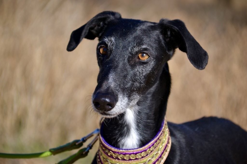 Photo de FAYNA, un lévrier en attente d adoption