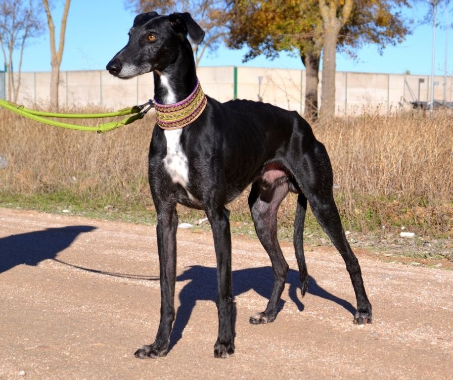 Photo de FAYNA, un lévrier en attente d adoption