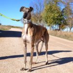 Photo de PAOLO, un lévrier à adopté