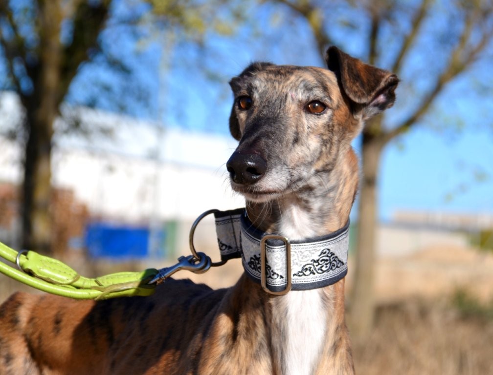 Photo de PAOLO, un lévrier en attente d adoption