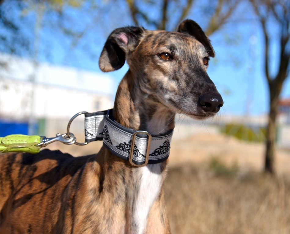 Photo de PAOLO, un lévrier en attente d adoption