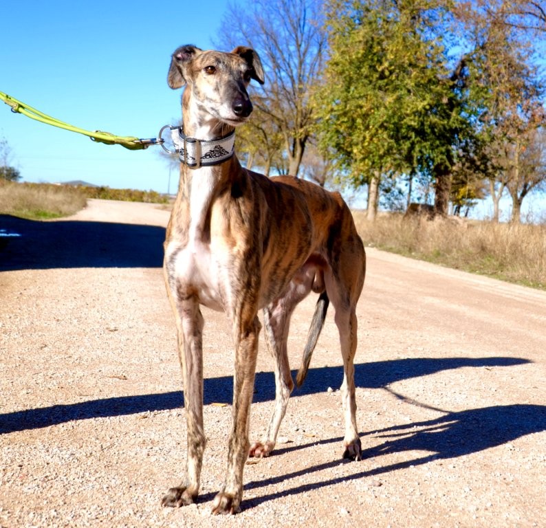 Photo de PAOLO, un lévrier en attente d adoption