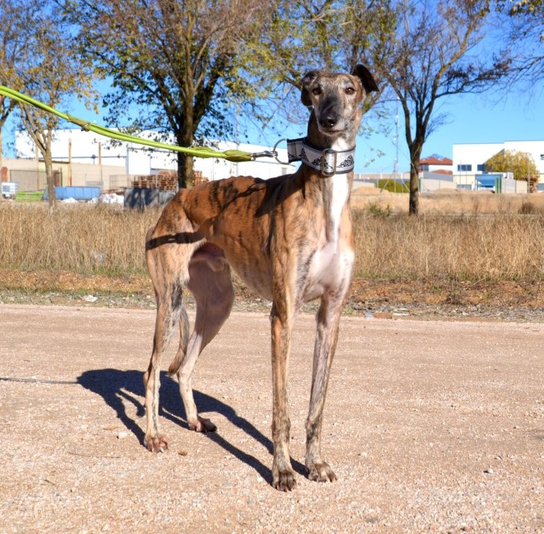 Photo de PAOLO, un lévrier en attente d adoption