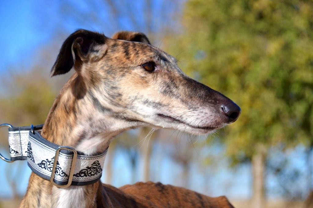 Photo de PAOLO, un lévrier en attente d adoption