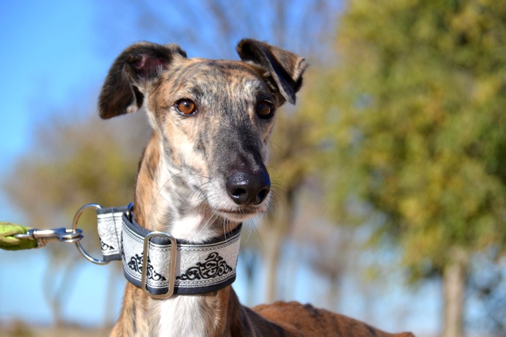 Photo de PAOLO, un lévrier en attente d adoption