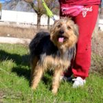 Photo de MARIANO, un lévrier à adopté