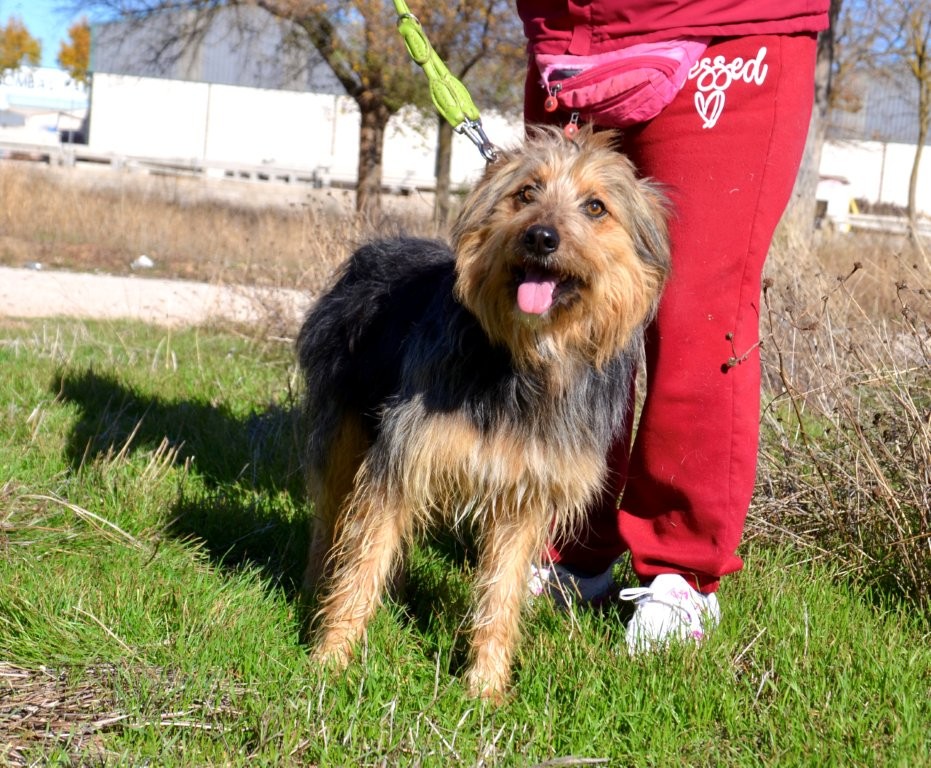 Photo de MARIANO, un lévrier en attente d adoption