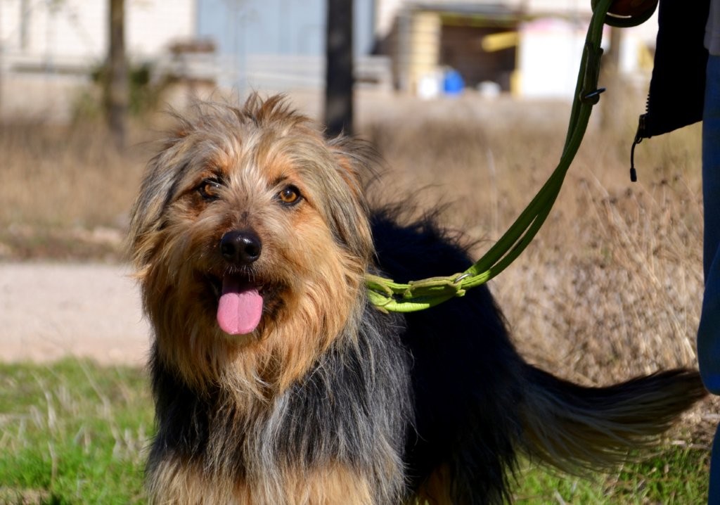 Photo de MARIANO, un lévrier en attente d adoption