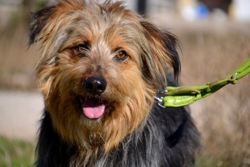 Photo de MARIANO, un lévrier en attente d adoption