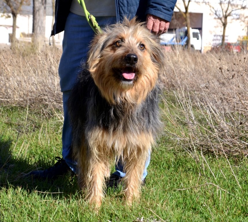 Photo de MARIANO, un lévrier en attente d adoption