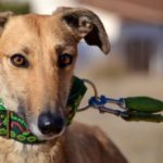 Photo de AITANA, un lévrier à adopté