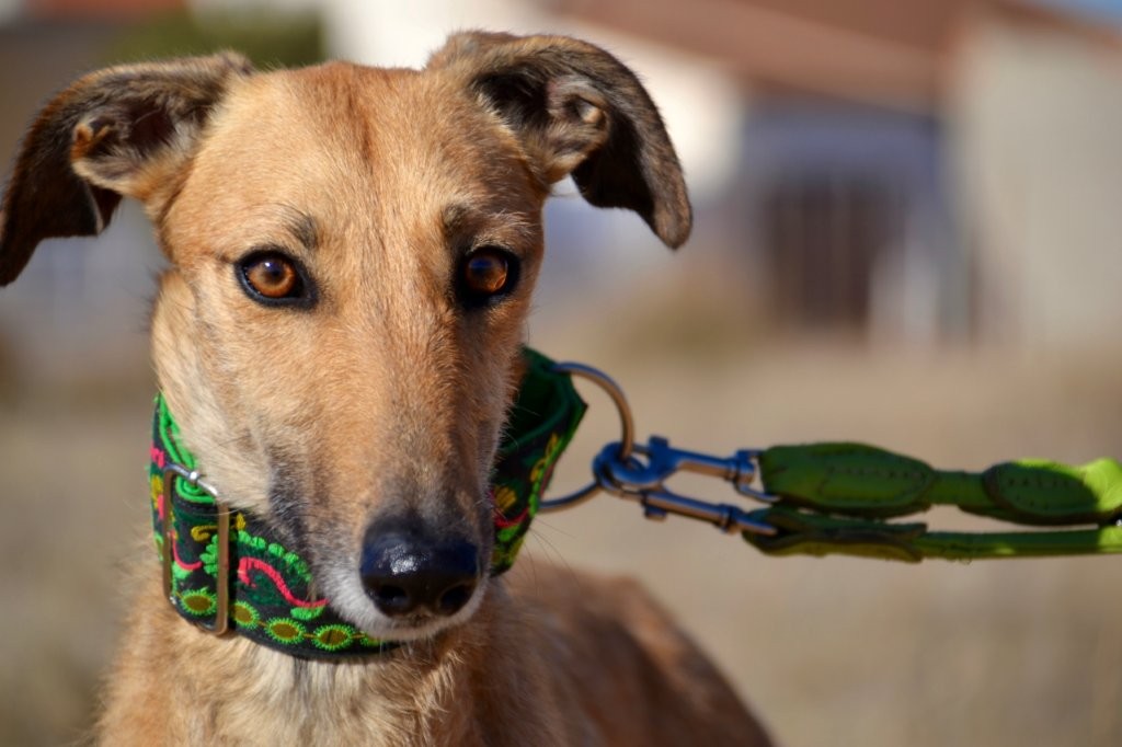 Photo de AITANA, un lévrier en attente d adoption