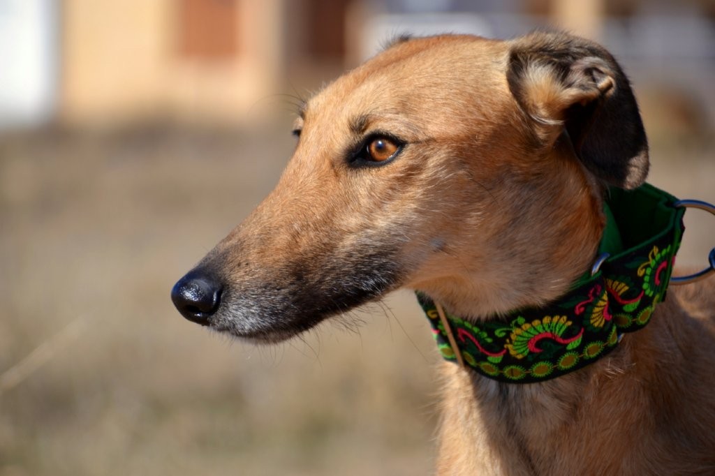 Photo de AITANA, un lévrier en attente d adoption