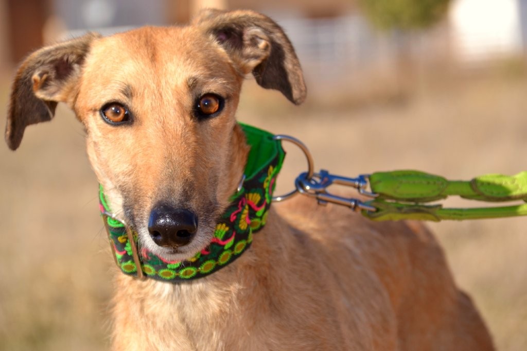 Photo de AITANA, un lévrier en attente d adoption