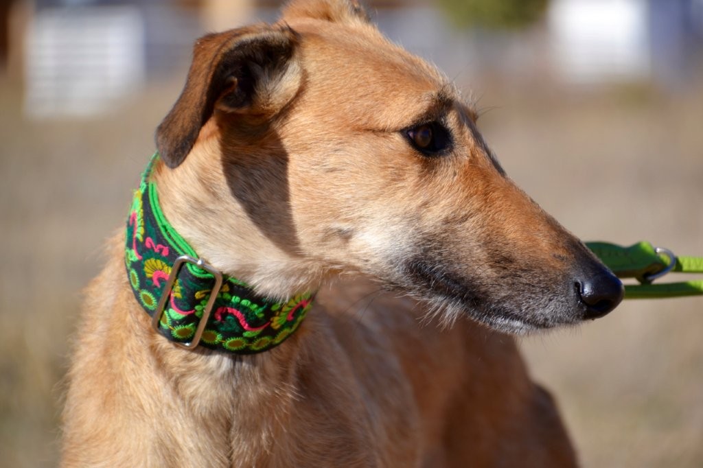 Photo de AITANA, un lévrier en attente d adoption
