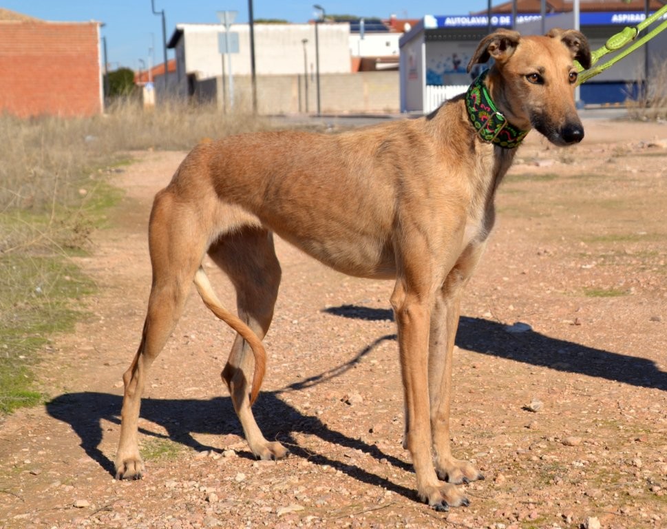 Photo de AITANA, un lévrier en attente d adoption