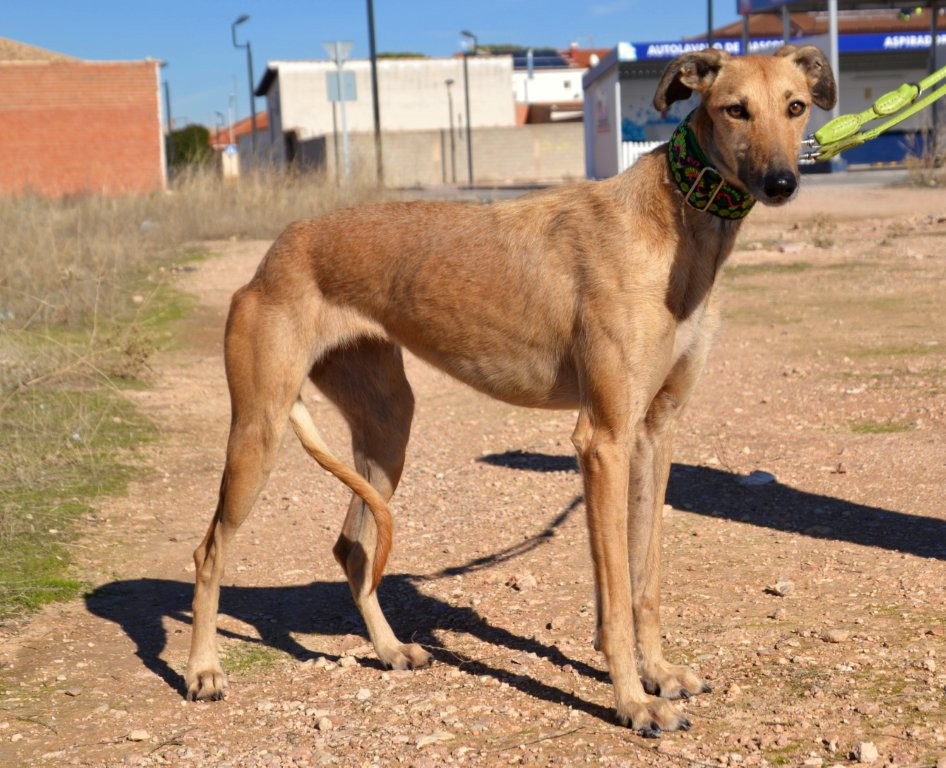 Photo de AITANA, un lévrier en attente d adoption