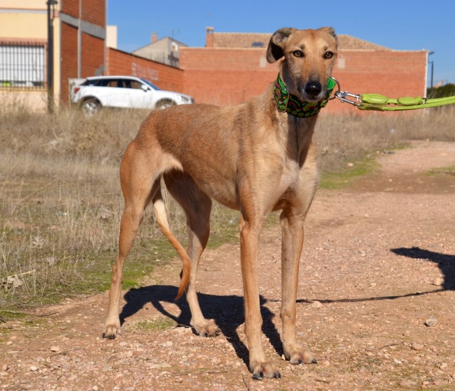 Photo de AITANA, un lévrier en attente d adoption