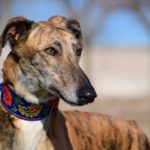 Photo de ALMA, un lévrier à adopté