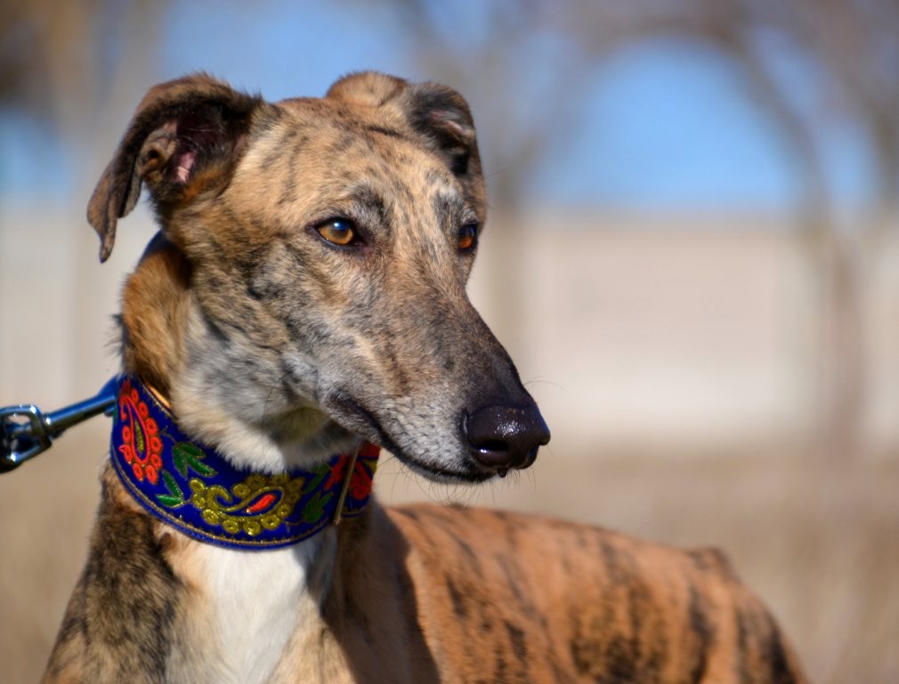 Photo de ALMA, un lévrier en attente d adoption