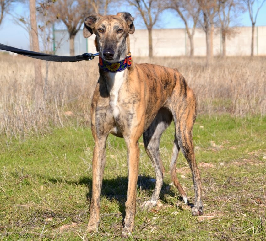 Photo de ALMA, un lévrier en attente d adoption